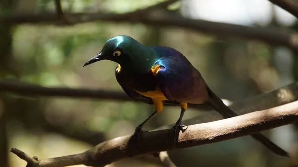 étourneau Poitrine Est Petit Oiseau Avec Une Queue Bleue Vif