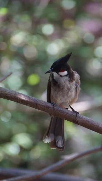 Bulbul Dal Baffo Rosso Bulbul Crestato Uccello Passeriforme Trovato Asia — Foto Stock