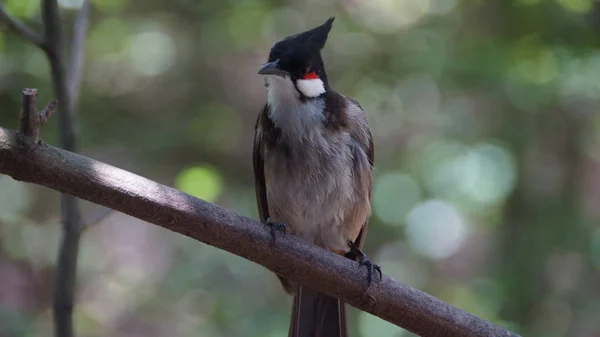Kırmızı Bıyıklı Bülbül Ibikli Bülbül Asya Bulunan Bir Kuş Türüdür — Stok fotoğraf