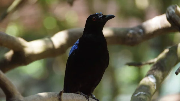 Νεράιδα Bluebirds Είδη Μικρών Μικρόπουλων Πτηνών Που Βρέθηκαν Δάση Και — Φωτογραφία Αρχείου