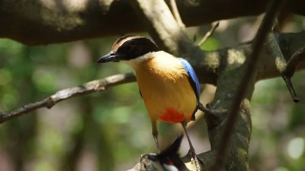 Pitta Asa Azul Uma Ave Passeriforme Família Pittidae Nativa Austrália — Fotografia de Stock