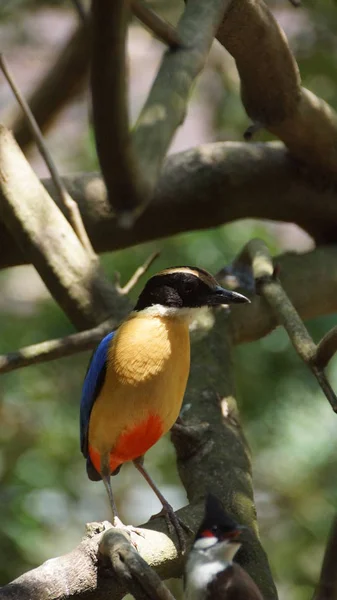 Mavi Kanatlı Pide Familyasından Ötücü Bir Kuş Ailesi Pittidae Anavatanı — Stok fotoğraf