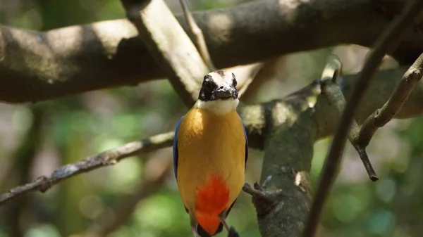 Синекрылая Питта Является Воробьиной Птицей Семействе Pittidae Родом Австралии Юго — стоковое фото