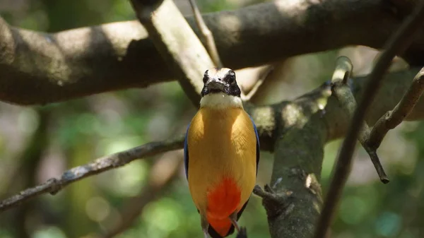 Pitta Asa Azul Uma Ave Passeriforme Família Pittidae Nativa Austrália — Fotografia de Stock