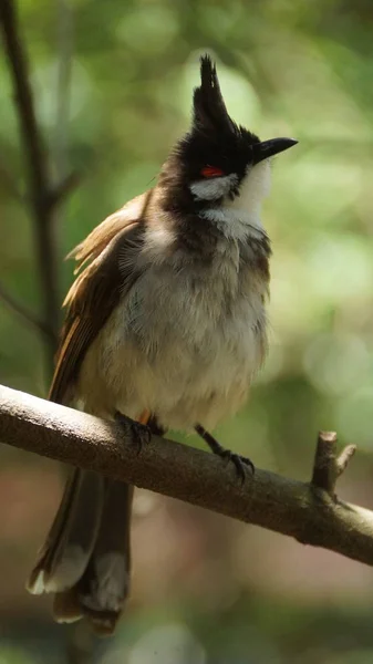 Red Whiskered Bulbul Crested Bulbul Passerine Bird Found Asia Member — Stock Photo, Image
