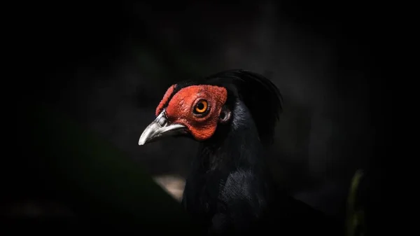 Ayam Kalj Adalah Burung Yang Ditemukan Hutan Dan Semak Belukar — Stok Foto