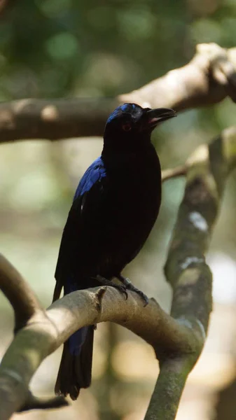 Fairy Bluebird Sono Piccole Specie Uccelli Passeriformi Presenti Nelle Foreste — Foto Stock