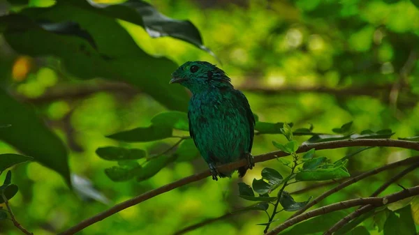 Broadbill Verde Também Conhecido Como Broadbill Verde Menor Pequeno Pássaro — Fotografia de Stock