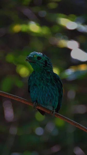 その活気に満ちた緑の羽で緑ヒロハシ科として知られている低い緑ヒロハシ科 ヒロハシ科家族の小さな鳥を識別できます — ストック写真