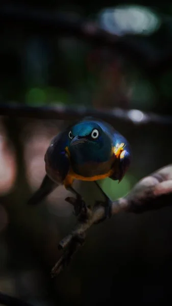 金色の息をのむような輝きは 明るく青い尾と青い背中を持つ小さな鳥です 緑色の頭 白い目 青い紫色の翼 黄色の胸 上部の尾カバーがあります — ストック写真