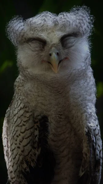 Juvenile Owl Uma Espécie Ave Família Strigidae Sub Família Strigidae — Fotografia de Stock