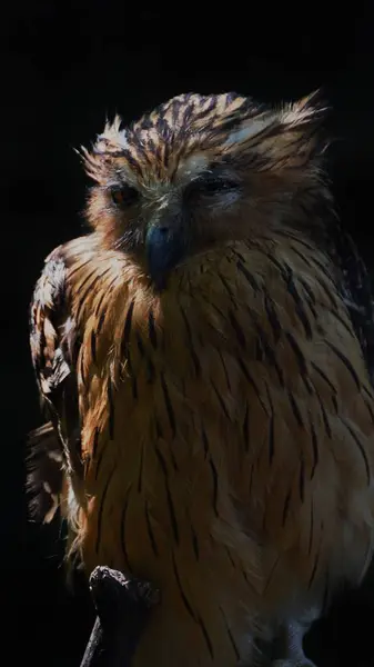 Tawny Fish Owl Species Owl Genus Ketupa Clear Several Shared — Stock Photo, Image