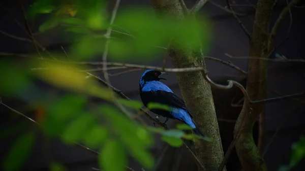 Las Aves Azules Hadas Son Pequeñas Especies Aves Paseriformes Que —  Fotos de Stock