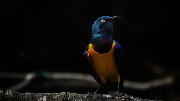 Estorninho Peito Dourado Pequeno Pássaro Com Uma Cauda Azul Brilhante — Fotografia de Stock