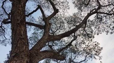 altından karşı günbatımı gökyüzü gördüm ağaç