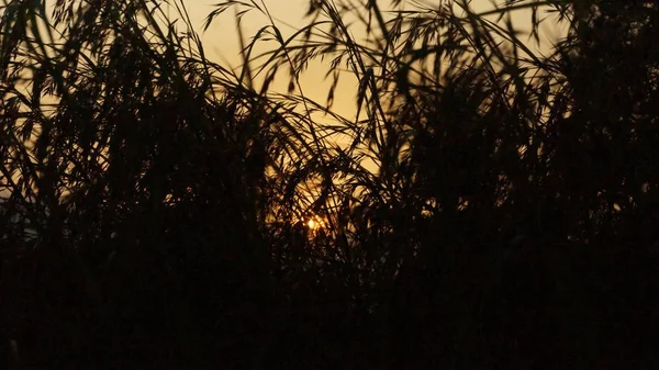 Silhouette Tall Grass Sun Sunset — Stock Photo, Image
