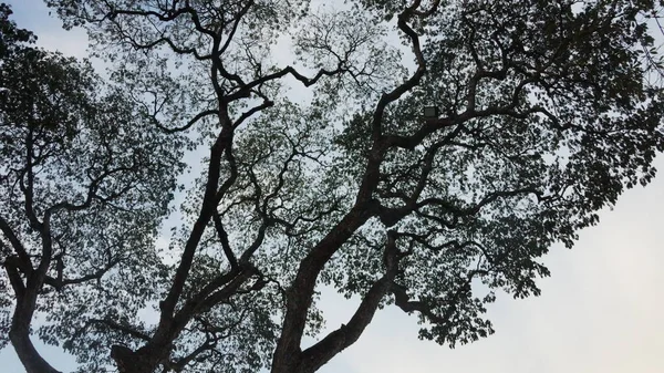夕焼けの空に対してそれの下から見たツリー — ストック写真