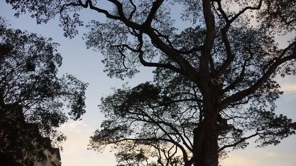 夕焼けの空に対してそれの下から見たツリー — ストック写真