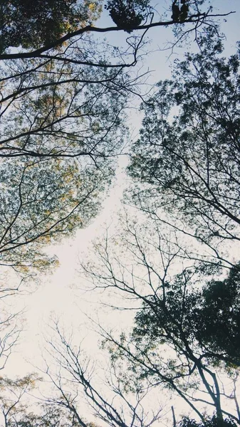 Vista Manhã Flores Árvore Contra Sol — Fotografia de Stock