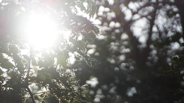 Mattina Vista Fiori Alberi Contro Sole — Foto Stock