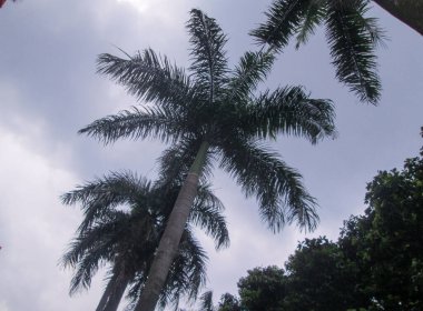 Bulutlu bir gökyüzüne karşı tropikal palmiye ağaçlarının alçak açılı görüntüsü.
