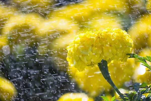 Güzel makro sarı Aster güneşin su damlacıkları ile. Görüntü arka plan ve basılı ürünler için