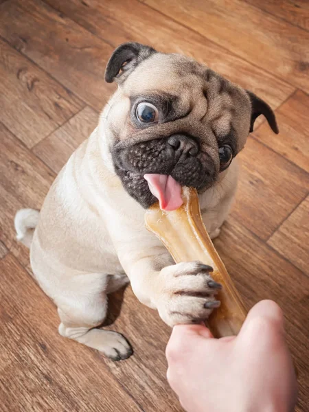 Cachorro Bonito Engraçado Mantém Seu Osso Delicado Favorito Mastiga Com — Fotografia de Stock