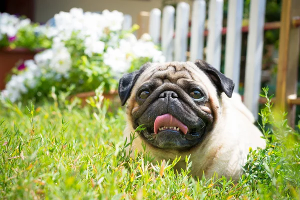 Bahçe çim Beyaz ahşap çit karşı beyaz çiçekler bir pot yakınındaki bir şirin pug köpek yatıyor.