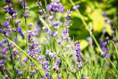 Lavanta çiçekleri bir çiçek üzerinde bir arı ile bahçesinde. Görüntü arka plan ve basılı ürünler için.