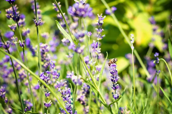 Lavanta çiçekleri bir çiçek üzerinde bir arı ile bahçesinde. Görüntü arka plan ve basılı ürünler için.
