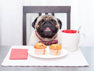 Kırmızı kelebek bir şirin pug köpek bir masada oturur ve çay ile cupcakes kahvaltıya gidiyor.