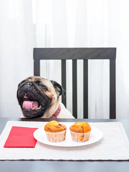 Bir tabak lezzetli kek önünde masada otururken komik pug köpek esnemek.