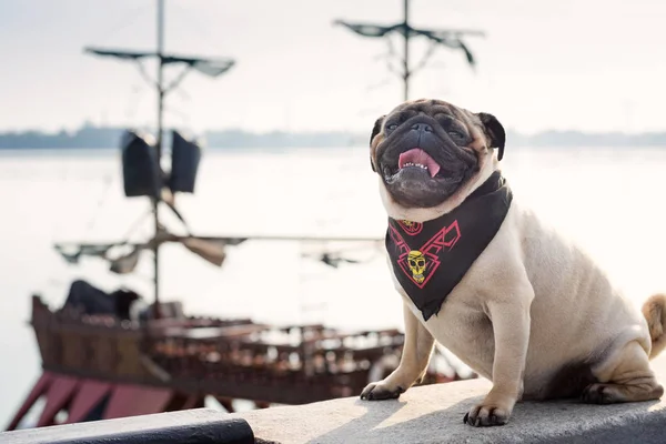 Komik pug köpek bir korsan fularlı bir korsan gemisi arka plan üzerinde oturur. Görüntü arka plan ve basılı ürünler için.