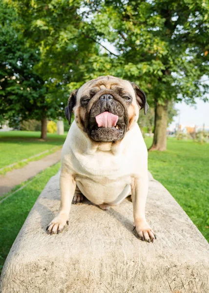 Uykulu pug esneme bir kayaya oturan köpek ve iyi bir sabah sabah yaz park arka plan üzerinde herkes istiyor. Görüntü arka plan ve basılı ürünler için.