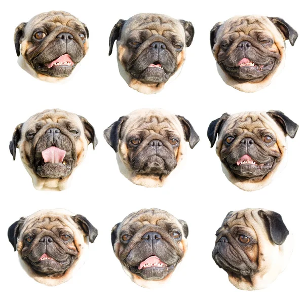 Pug emoji. Beyaz arka plan üzerinde izole farklı namlu ifadeleri bir boksör köpek portreler kümesi.