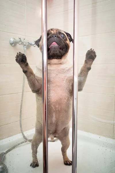 Bath time. A funny pug dog is standing in the shower wet after bathing and wants to get out.