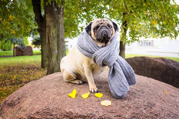 A sad romantic pug dog in a striped warm scarf sits on a stone against a background of the city\'s autumn park. Image for pet lovers, printed products and backgrounds.