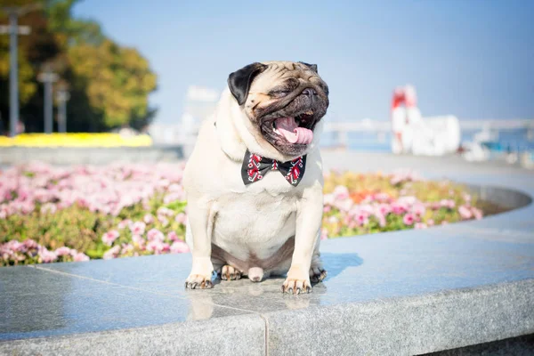 Siyah ve kırmızı kelebek kravat takmış bir şirin pug köpek bir granit parapetin üzerinde oturur ve bir yaz şehir manzara fonunda esnemek.