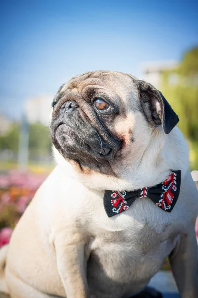 Siyah ve kırmızı kelebek bir şirin pug köpek portresi bir yaz şehir manzarası arka planı bağla. Baskı resim ve arka planlar.