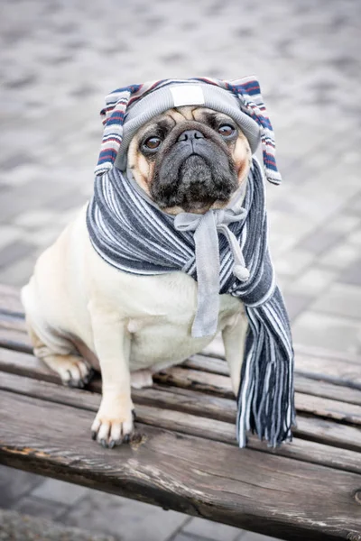 Komik ve hüzünlü pug köpek dizeleri ve çizgili bir eşarp ile bir kap içinde gri karo karşı ahşap bir bankta oturur