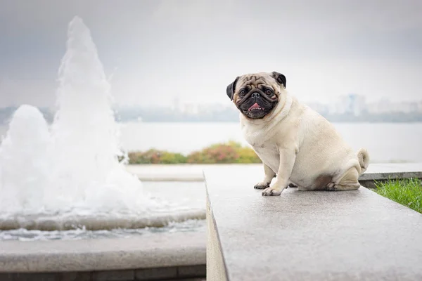 Sevimli güzel ve şık pug köpek bir çeşme bir sonbahar sisli Şehir Park arka plan üzerine bir taş parapetin üzerinde oturur