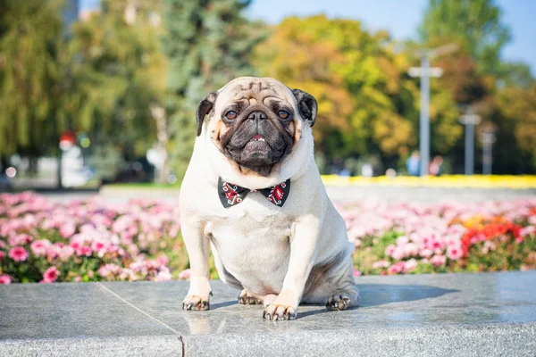 Bir yaz şehir peyzaj bir arka plan siyah ve kırmızı kelebek kravat bir şirin pug köpek. Baskı resim ve arka planlar.