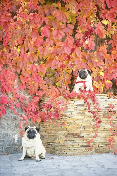 İki sevimli pugs köpekler vahşi taş duvar eski çerçevede yabani üzüm parlak sonbahar yaprakları oturup