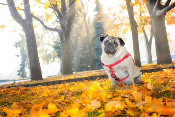 Sabahın erken saatlerinde güneşli bir sonbahar Şehir Parkı zemin karşı sarı yapraklar bir şirin pug köpek oturuyor.