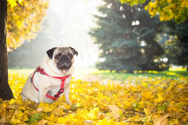 Sabahın erken saatlerinde güneşli bir sonbahar Şehir Parkı zemin karşı sarı yapraklar bir şirin pug köpek oturuyor.