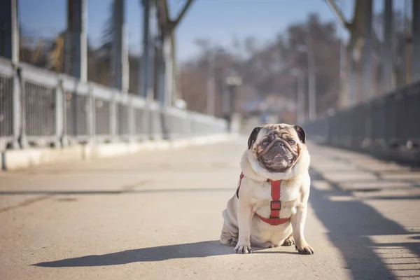 Bahar şehir Parkta yürümek üstünde a şık pug köpek. Yürüyen yaya köprüsü üzerinde oturur.