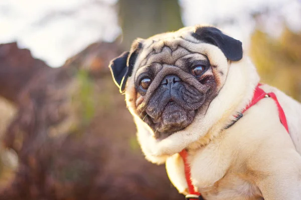 Bir muhteşem pug köpek bir bahar Şehir Parkı arka planı kırmızı tasma olarak portresi.