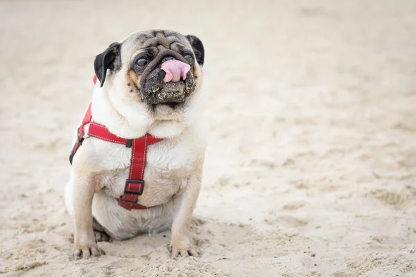 Kırmızı yakalı komik pug köpek sahilde kumda kirlenmiş yüzünü yalıyor.