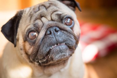 Güneş ışığı yla yıkanmış ahşap panoların arka planına karşı sinirli bir pug köpek yakın