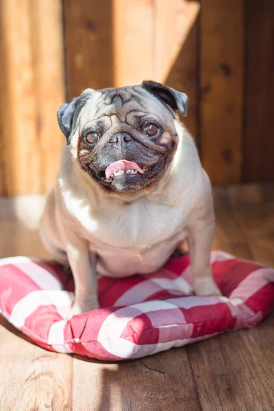 A cheerful pug dog sits on a pillow in a red-white patch and takes a sunbath against the background of old village boards.